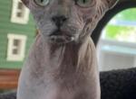 Mika - Sphynx Cat For Sale - Tuckerton, NJ, US