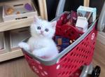 Snowy the boy - British Shorthair Kitten For Sale - Fontana, CA, US