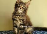 Endrik - Maine Coon Kitten For Sale - 