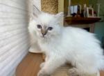 Peter - Ragdoll Kitten For Sale - 