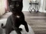 Mili - American Shorthair Kitten For Sale - Broken Arrow, OK, US