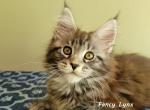 Elizabeth - Maine Coon Kitten For Sale - 