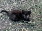 Lacy - Domestic Kitten For Sale - Prosper, TX, US