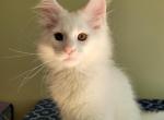 Emil - Maine Coon Kitten For Sale - 