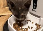 PEARL - Domestic Kitten For Sale - Dover, DE, US