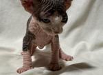 Canyon Cattery Male 1 - Sphynx Kitten For Sale - Albuquerque, NM, US