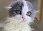 Blue cream calico harlequin girl - Scottish Fold Kitten For Sale - Sun City Center, FL, US