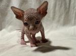 Canyon Cattery Female - Sphynx Kitten For Sale - 