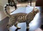 Napoleon - Bengal Kitten For Adoption - Calimesa, CA, US