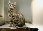 Napoleon - Bengal Kitten For Adoption - 