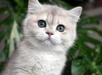 TICA Blue Golden Chinchilla Girl 1 ay12 - British Shorthair Kitten For Sale - San Diego, CA, US