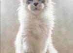 Female K - Maine Coon Kitten For Sale - New York, NY, US