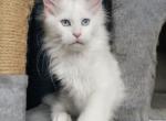 Female W - Maine Coon Kitten For Sale - New York, NY, US