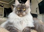 Gabrielle - Maine Coon Kitten For Sale - 