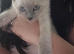 Siamese Kittens - Siamese Kitten For Sale - Farmingville, NY, US