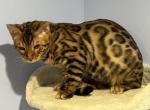 Boo boo - Bengal Kitten For Sale - 