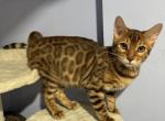 Donut - Bengal Kitten For Sale - 