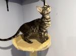 Charpie - Bengal Kitten For Sale - 