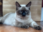 Donut - Siamese Kitten For Sale - Chester, VA, US