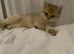 Black golden shaded British shorthair kitten - British Shorthair Kitten For Sale - Fort Lauderdale, FL, US