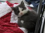 MSFairyTales' Smokey - Maine Coon Kitten For Sale - Clarksville, TN, US