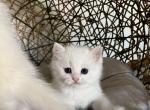 Cleo - British Shorthair Kitten For Sale - Federal Way, WA, US