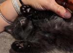 Sawyer - Havana Brown Kitten For Adoption - Wichita, KS, US