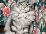 Perfect Boy pure Main Coon - Maine Coon Cat For Sale - FL, US