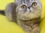 Laura - Exotic Cat For Sale - 