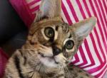 Gucci F2 - Savannah Kitten For Sale - 