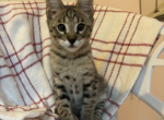 F2 Tony huge - Savannah Kitten For Sale - Los Angeles, CA, US