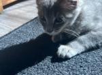 Milo - Domestic Kitten For Sale - Loganville, GA, US