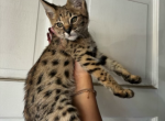 F2 Fendi exotic - Savannah Kitten For Sale - Los Angeles, CA, US