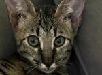 F4 Bella - Savannah Kitten For Sale - Los Angeles, CA, US