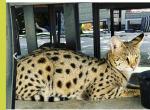 F1 Russian breeder - Savannah Cat For Sale - Los Angeles, CA, US