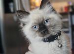 Moo - Ragdoll Kitten For Sale - Fountain, CO, US