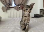 Lika - Oriental Kitten For Sale - Brooklyn, NY, US