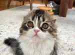 Gina - Scottish Fold Kitten For Sale - 