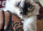 Garlic - Ragdoll Kitten For Sale - 