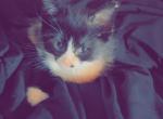 Kittens for sale - Domestic Kitten For Sale - Hazel Park, MI, US