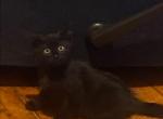 Burmese female kitten - Burmese Kitten For Sale - 