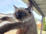 Sassy - Ragdoll Kitten For Sale - 