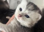 Golden silver chinchilla - Scottish Fold Kitten For Sale - Miami, FL, US