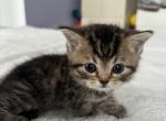 Scottish straight male and female - Scottish Straight Kitten For Sale - 