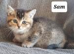 Sam - Scottish Straight Kitten For Sale - 