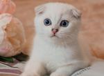 Tyger - Scottish Fold Kitten For Sale - 