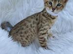 Muffin - Savannah Kitten For Sale - Bradenton, FL, US