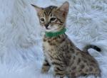 Leo - Savannah Kitten For Sale - 