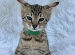 Leo - Savannah Kitten For Sale - 