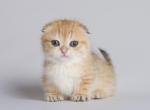 Tashira - Munchkin Kitten For Sale - Norwalk, CT, US